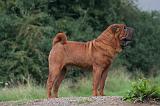 SHAR-PEI 876